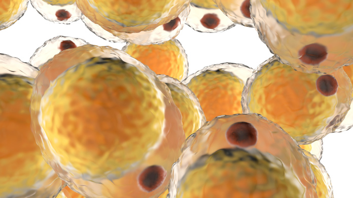 Células grasas (adipocitos) vistas al microscopio