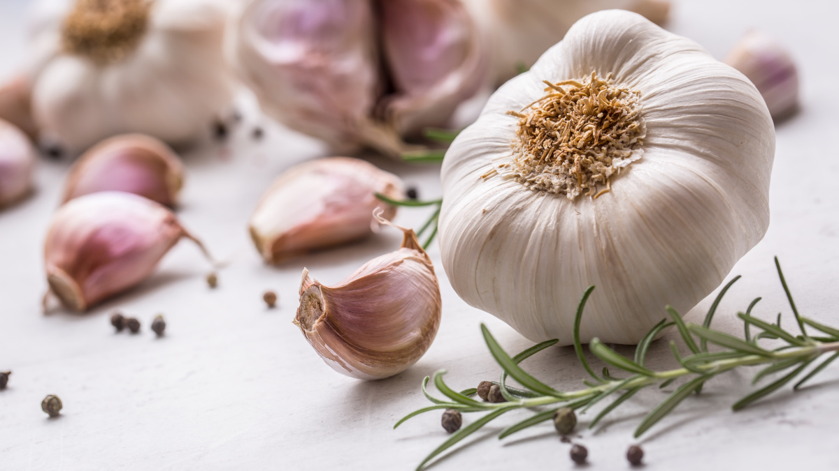 Hypotensive garlic