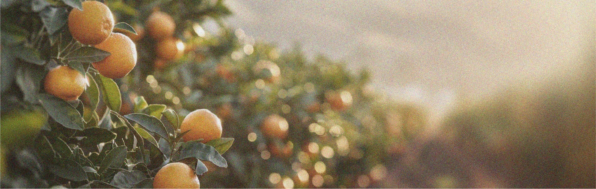 Los alimentos a privilegiar para perder peso