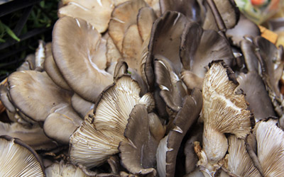 Picture of Oyster mushrooms