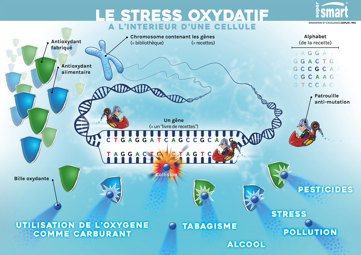 Illustration du stress oxydatif intra-cellulaire et les conséquences pour l'ADN