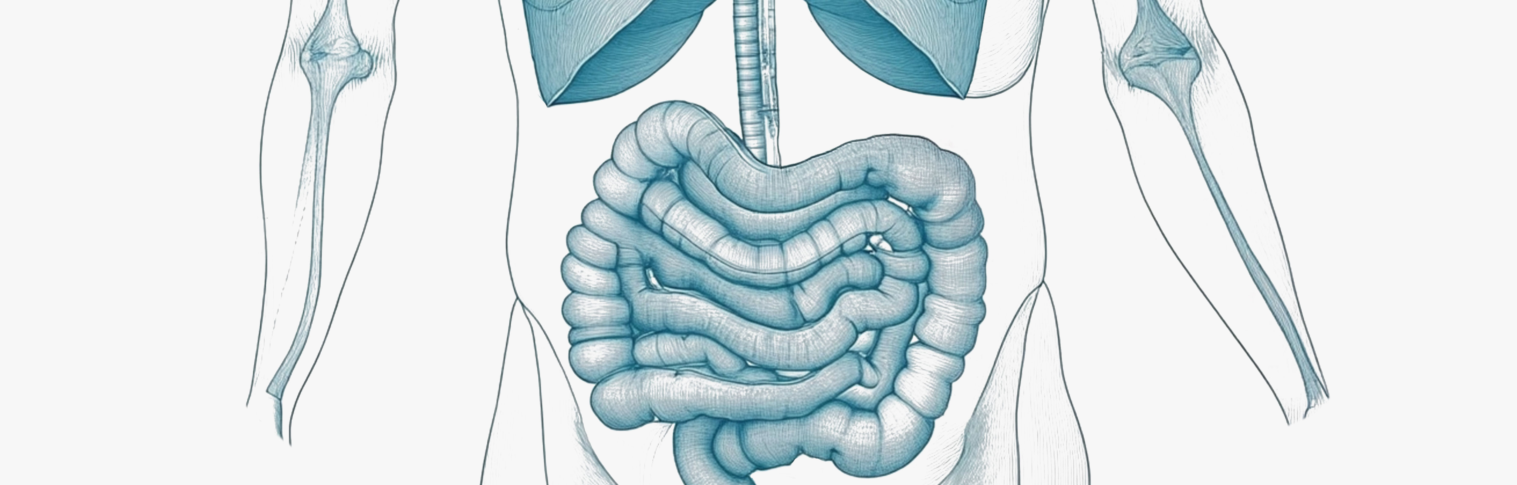 Digestive enzymes which break down food