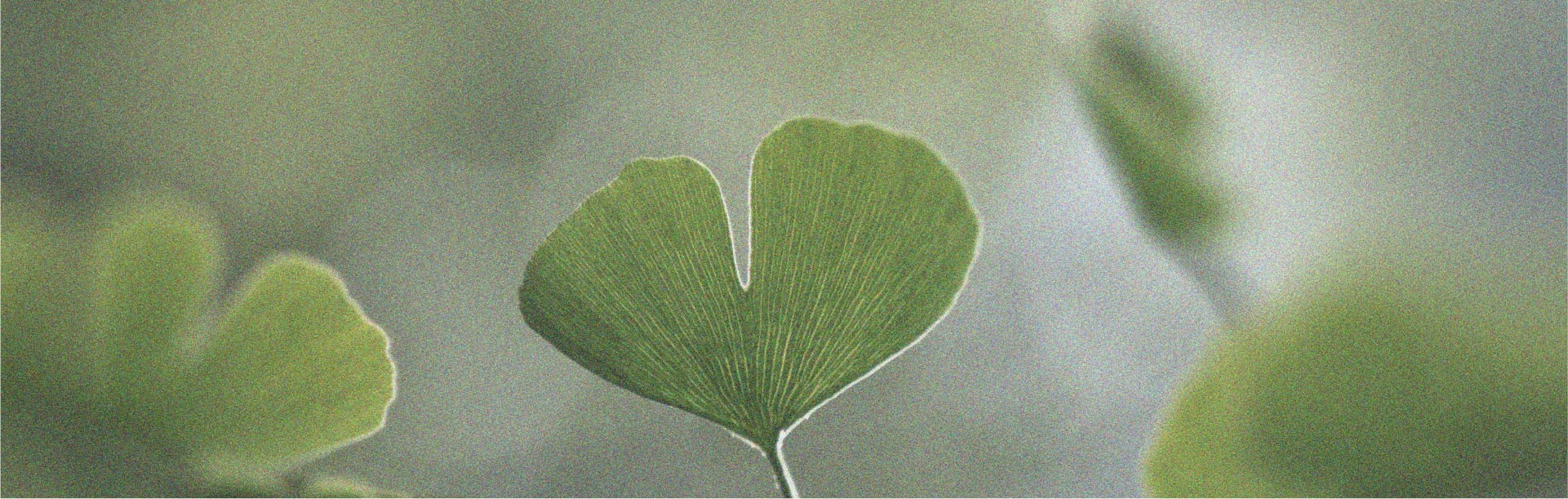 Les prébiotiques et leur lien potentiel avec la cognition