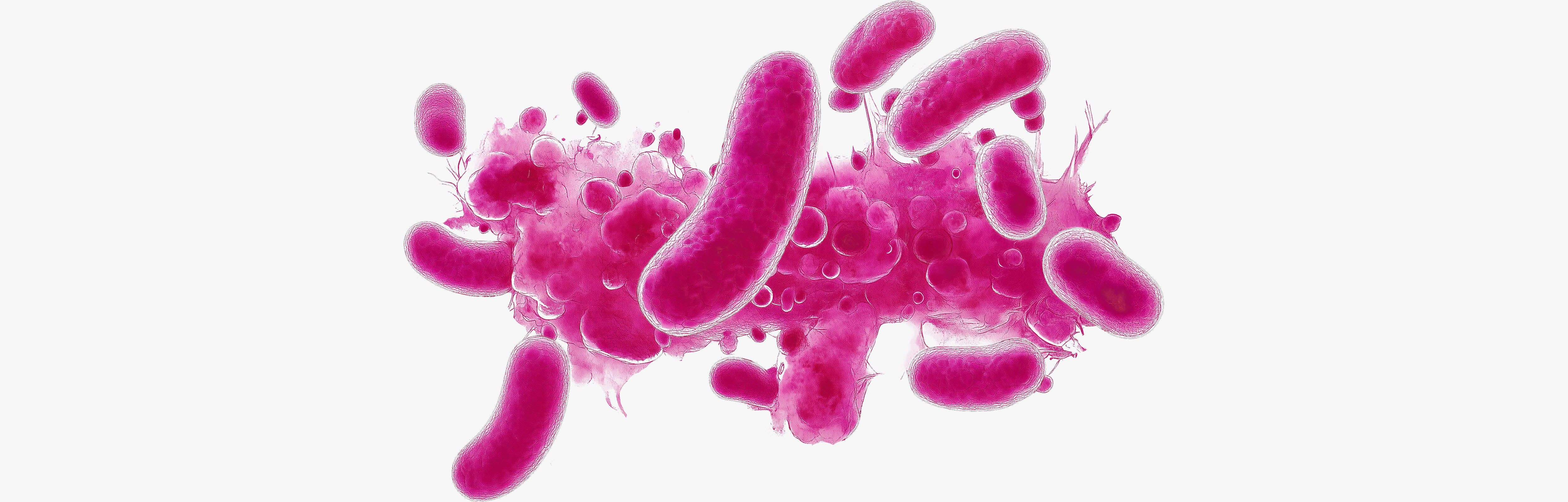 Intimate flora bacteria