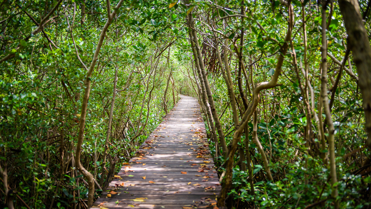 Forêt SuperSmart dans la mangrove