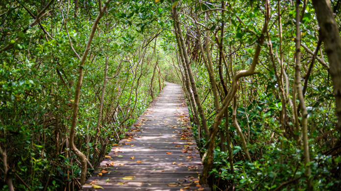 SuperSmart mangrove forest