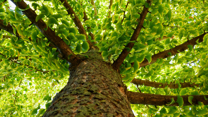 Tronco y hojas del árbol sagrado Gingko biloba