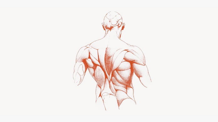 Muscle hypertrophy