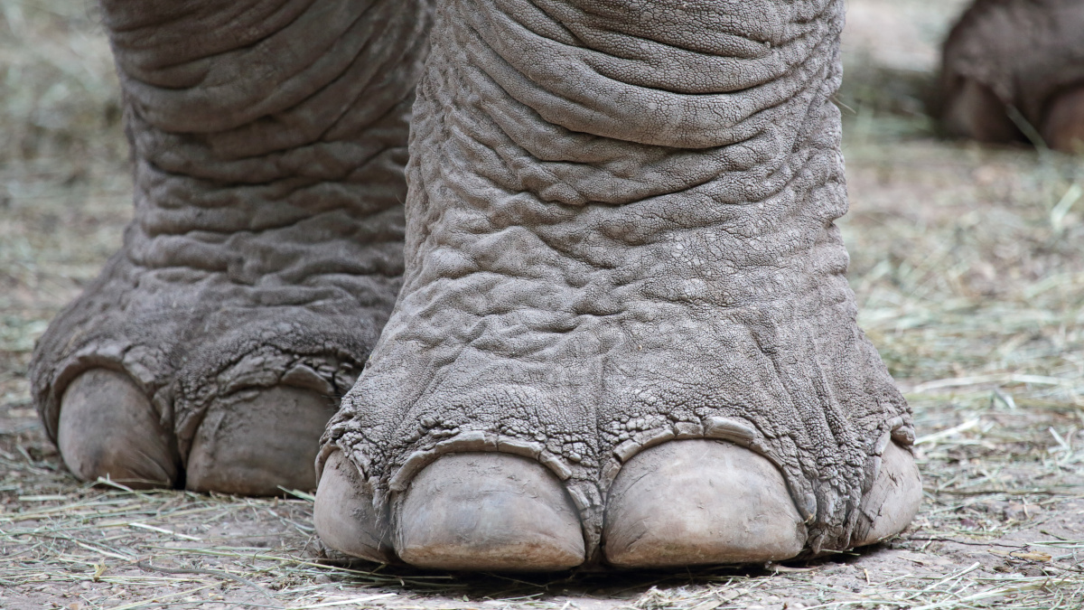 Piernas pesadas simbolizadas por patas de elefante