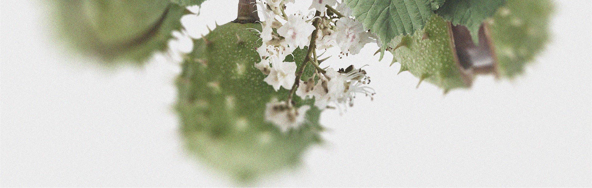 The potential benefits of horse chestnut for circulation