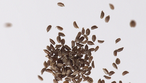 Some probiotic strains could help women cope with the menopause