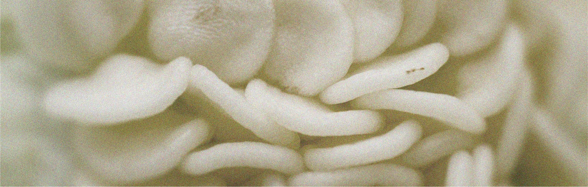 Diet plays an important role in hair health