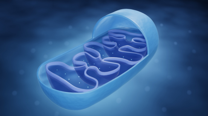 Mitochondria in a cell