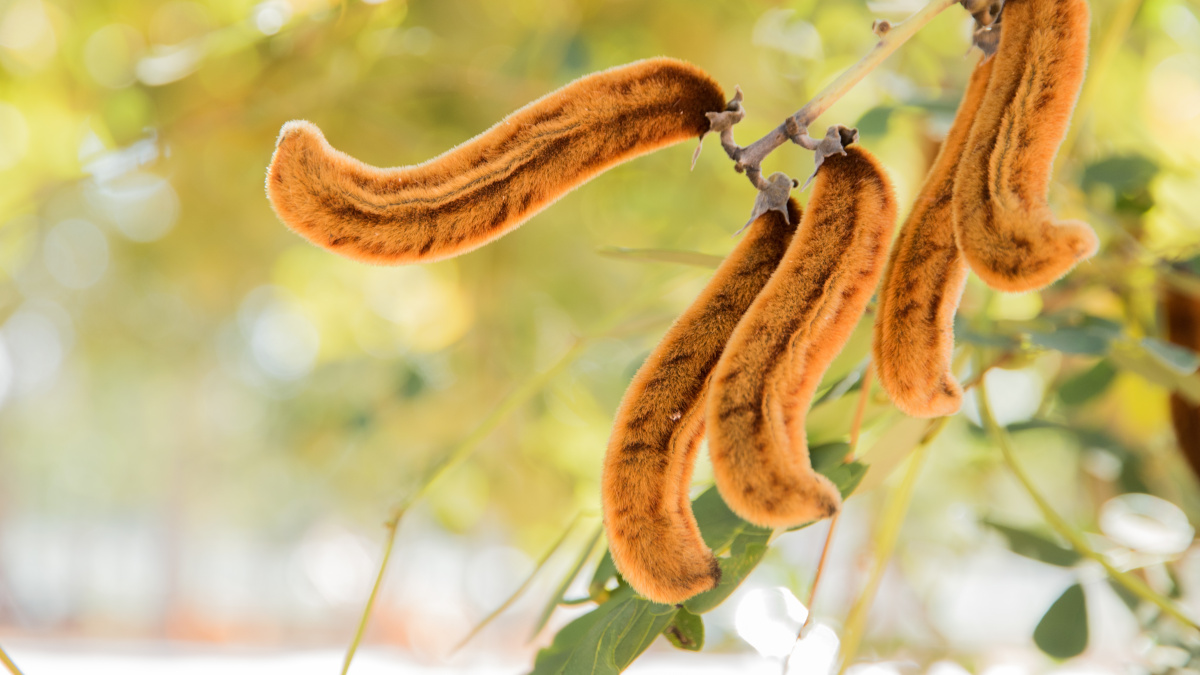 Pods of the plant velvet bean, also known as Mucuna pruriens