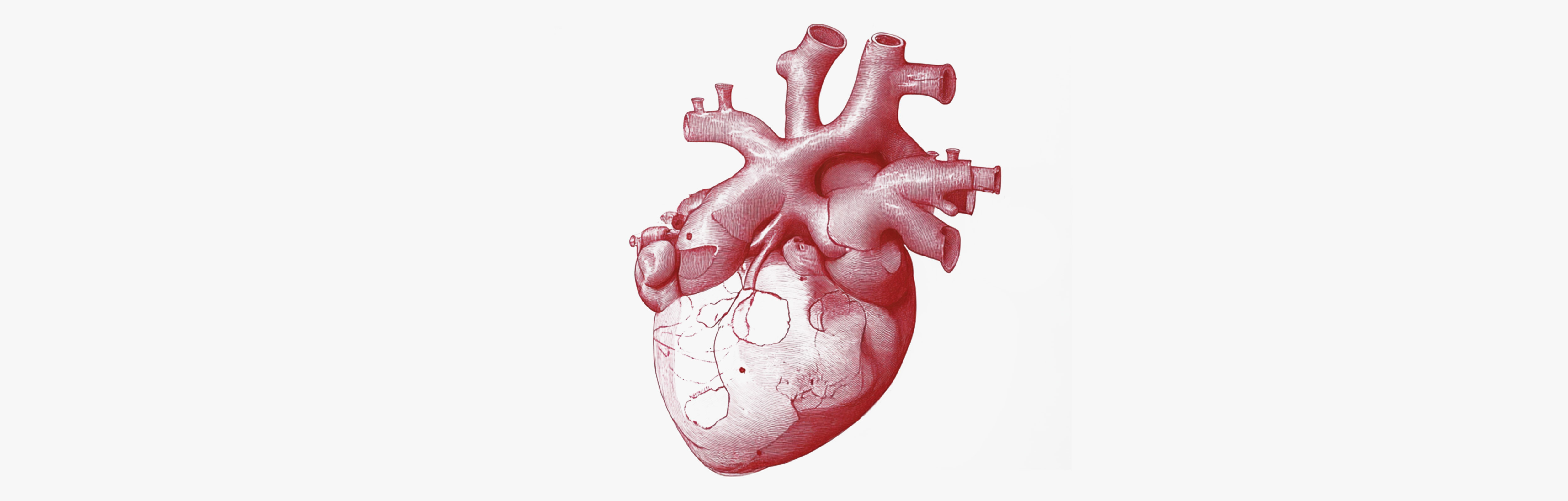 Anti-cholesterol plants