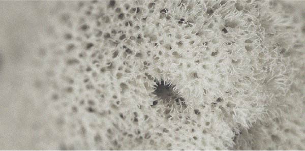 The specific effectiveness of spore-forming probiotics