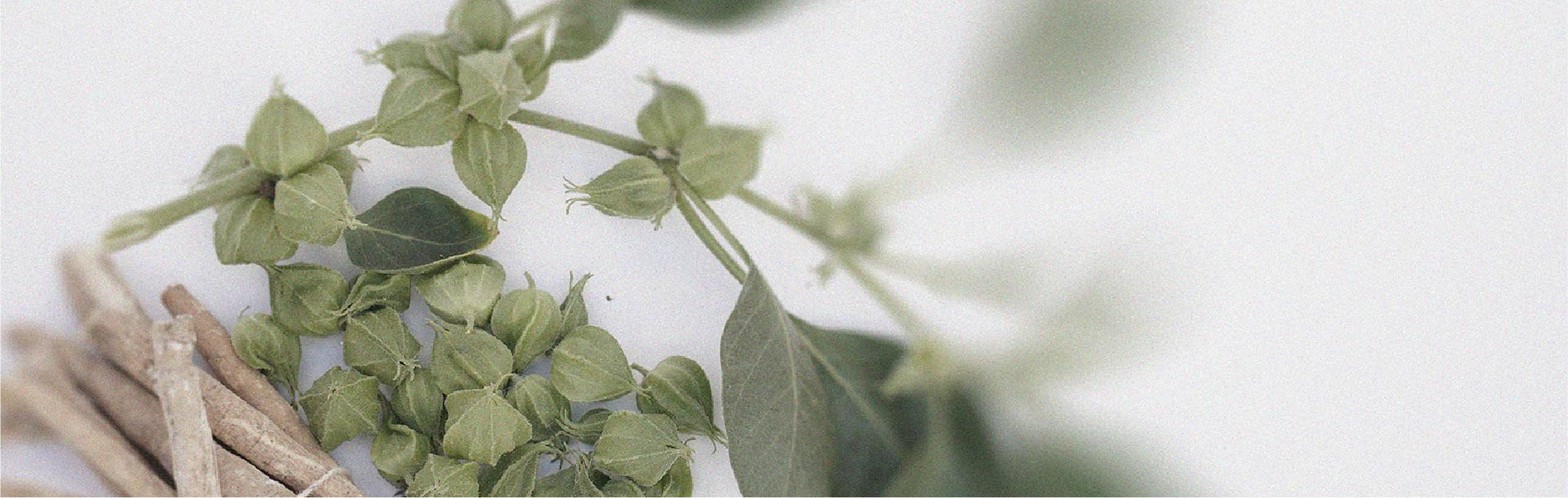 L’ashwagandha pourrait avoir des effets différents selon le moment où elle est prise